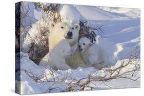 Polar Bear (Ursus Maritimus) and Cubs-David Jenkins-Stretched Canvas