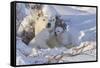 Polar Bear (Ursus Maritimus) and Cubs-David Jenkins-Framed Stretched Canvas