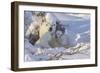 Polar Bear (Ursus Maritimus) and Cubs-David Jenkins-Framed Photographic Print