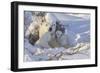 Polar Bear (Ursus Maritimus) and Cubs-David Jenkins-Framed Photographic Print