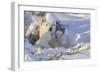 Polar Bear (Ursus Maritimus) and Cubs-David Jenkins-Framed Photographic Print