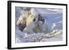 Polar Bear (Ursus Maritimus) and Cubs-David Jenkins-Framed Photographic Print