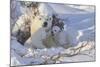 Polar Bear (Ursus Maritimus) and Cubs-David Jenkins-Mounted Photographic Print