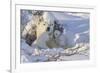 Polar Bear (Ursus Maritimus) and Cubs-David Jenkins-Framed Photographic Print