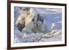 Polar Bear (Ursus Maritimus) and Cubs-David Jenkins-Framed Photographic Print