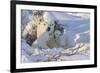 Polar Bear (Ursus Maritimus) and Cubs-David Jenkins-Framed Photographic Print