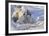 Polar Bear (Ursus Maritimus) and Cubs-David Jenkins-Framed Photographic Print