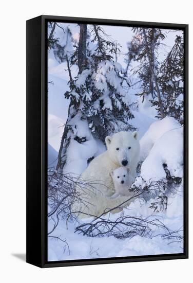 Polar Bear (Ursus Maritimus) and Cubs-David Jenkins-Framed Stretched Canvas