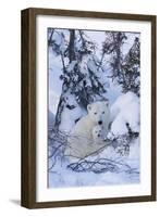 Polar Bear (Ursus Maritimus) and Cubs-David Jenkins-Framed Photographic Print