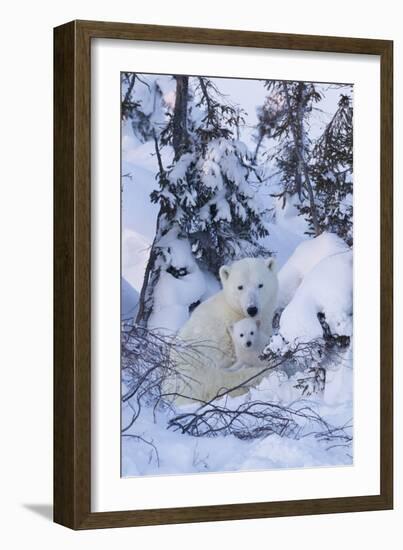 Polar Bear (Ursus Maritimus) and Cubs-David Jenkins-Framed Photographic Print