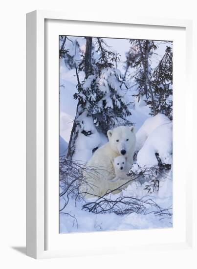 Polar Bear (Ursus Maritimus) and Cubs-David Jenkins-Framed Photographic Print