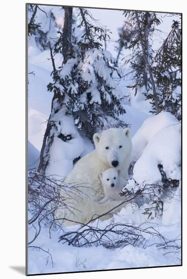 Polar Bear (Ursus Maritimus) and Cubs-David Jenkins-Mounted Photographic Print