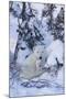 Polar Bear (Ursus Maritimus) and Cubs-David Jenkins-Mounted Photographic Print