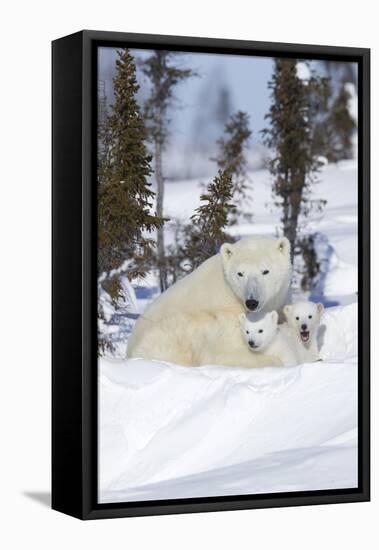 Polar Bear (Ursus Maritimus) and Cubs-David Jenkins-Framed Stretched Canvas