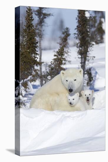 Polar Bear (Ursus Maritimus) and Cubs-David Jenkins-Stretched Canvas