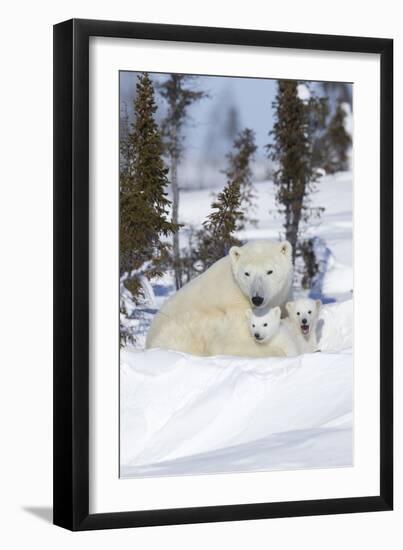 Polar Bear (Ursus Maritimus) and Cubs-David Jenkins-Framed Photographic Print