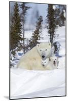 Polar Bear (Ursus Maritimus) and Cubs-David Jenkins-Mounted Photographic Print