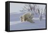 Polar Bear (Ursus Maritimus) and Cubs-David Jenkins-Framed Stretched Canvas