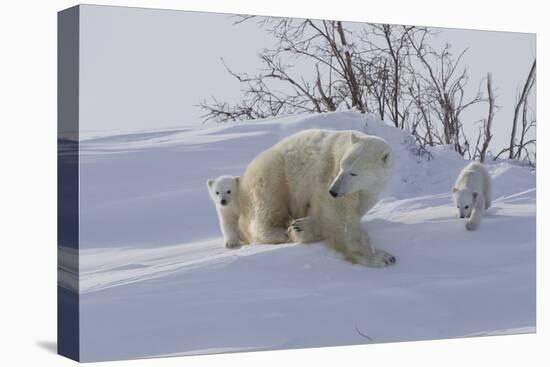 Polar Bear (Ursus Maritimus) and Cubs-David Jenkins-Stretched Canvas