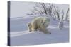 Polar Bear (Ursus Maritimus) and Cubs-David Jenkins-Stretched Canvas