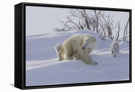 Polar Bear (Ursus Maritimus) and Cubs-David Jenkins-Framed Stretched Canvas