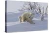 Polar Bear (Ursus Maritimus) and Cubs-David Jenkins-Stretched Canvas