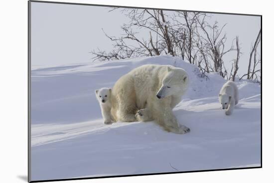 Polar Bear (Ursus Maritimus) and Cubs-David Jenkins-Mounted Photographic Print