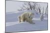 Polar Bear (Ursus Maritimus) and Cubs-David Jenkins-Mounted Photographic Print