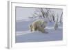 Polar Bear (Ursus Maritimus) and Cubs-David Jenkins-Framed Photographic Print