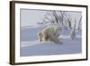 Polar Bear (Ursus Maritimus) and Cubs-David Jenkins-Framed Photographic Print