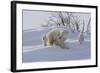 Polar Bear (Ursus Maritimus) and Cubs-David Jenkins-Framed Photographic Print