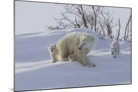 Polar Bear (Ursus Maritimus) and Cubs-David Jenkins-Mounted Photographic Print