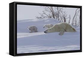 Polar Bear (Ursus Maritimus) and Cubs-David Jenkins-Framed Stretched Canvas