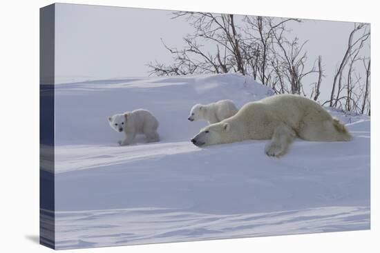 Polar Bear (Ursus Maritimus) and Cubs-David Jenkins-Stretched Canvas