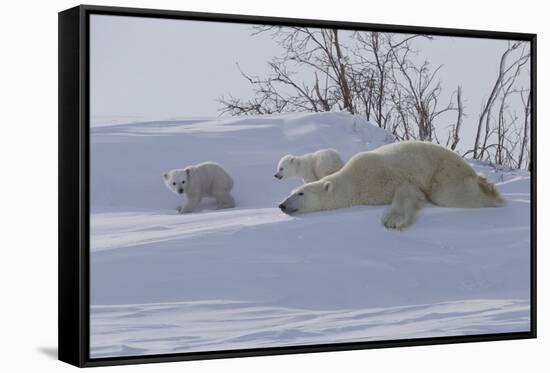 Polar Bear (Ursus Maritimus) and Cubs-David Jenkins-Framed Stretched Canvas