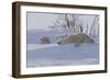 Polar Bear (Ursus Maritimus) and Cubs-David Jenkins-Framed Photographic Print