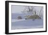 Polar Bear (Ursus Maritimus) and Cubs-David Jenkins-Framed Photographic Print