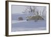 Polar Bear (Ursus Maritimus) and Cubs-David Jenkins-Framed Photographic Print