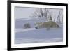 Polar Bear (Ursus Maritimus) and Cubs-David Jenkins-Framed Photographic Print