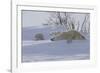 Polar Bear (Ursus Maritimus) and Cubs-David Jenkins-Framed Photographic Print