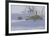 Polar Bear (Ursus Maritimus) and Cubs-David Jenkins-Framed Photographic Print