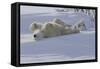 Polar Bear (Ursus Maritimus) and Cubs-David Jenkins-Framed Stretched Canvas