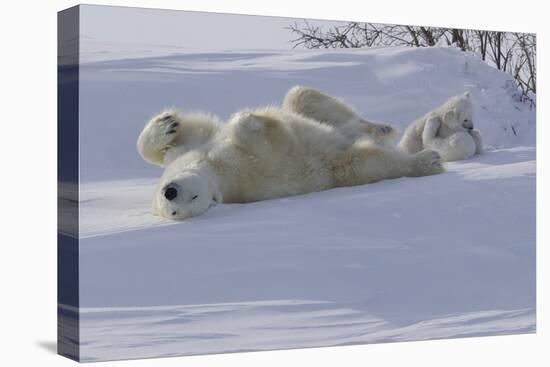 Polar Bear (Ursus Maritimus) and Cubs-David Jenkins-Stretched Canvas