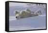 Polar Bear (Ursus Maritimus) and Cubs-David Jenkins-Framed Stretched Canvas