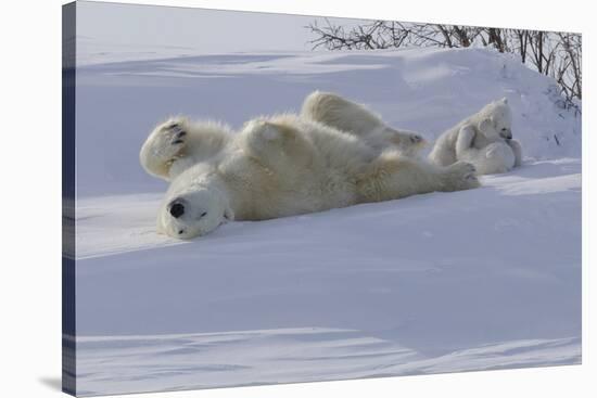 Polar Bear (Ursus Maritimus) and Cubs-David Jenkins-Stretched Canvas