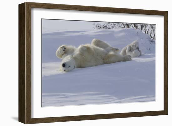 Polar Bear (Ursus Maritimus) and Cubs-David Jenkins-Framed Photographic Print