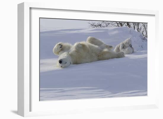 Polar Bear (Ursus Maritimus) and Cubs-David Jenkins-Framed Photographic Print