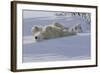 Polar Bear (Ursus Maritimus) and Cubs-David Jenkins-Framed Photographic Print