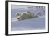 Polar Bear (Ursus Maritimus) and Cubs-David Jenkins-Framed Photographic Print