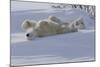 Polar Bear (Ursus Maritimus) and Cubs-David Jenkins-Mounted Photographic Print